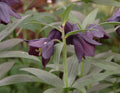 Near black flowers on stems holding soft green foliage.
