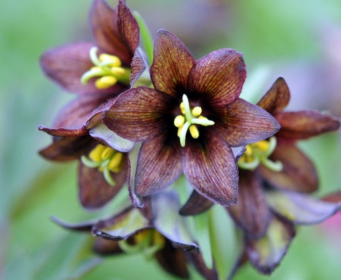 Reddish brown and green flowers