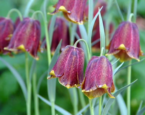 Fritillaria pyrenaica Lauder Form