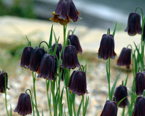 Fritillaria pyrenaica Lauder Form