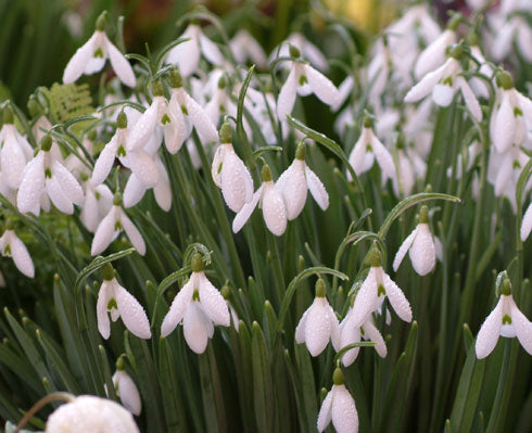 Galanthus Silverwells