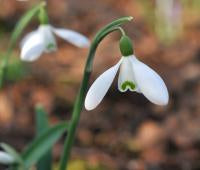 Galanthus Neil Fraser