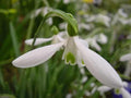 Galanthus Atkinsii