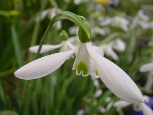 Galanthus Atkinsii