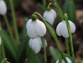 Galanthus plicatus Augustus
