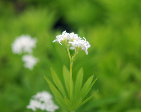 Galium odoratum