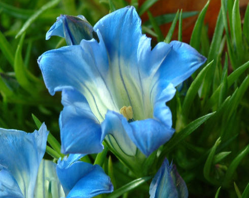 Pale blue flowers with a white throat