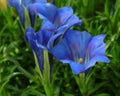 Close-up of blue flowers with green leaves in the background