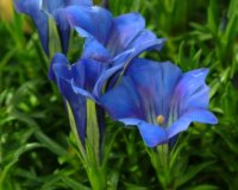 Close-up of blue flowers with green leaves in the background