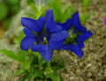 Gentiana dinarica Col. Stitt
