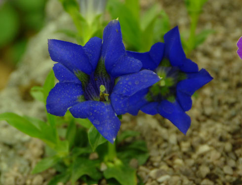 Gentiana dinarica Col. Stitt