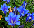 Good sized blue flowers