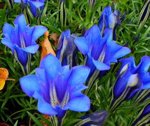 Good sized blue flowers