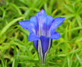 Big blue flowers with a white mark