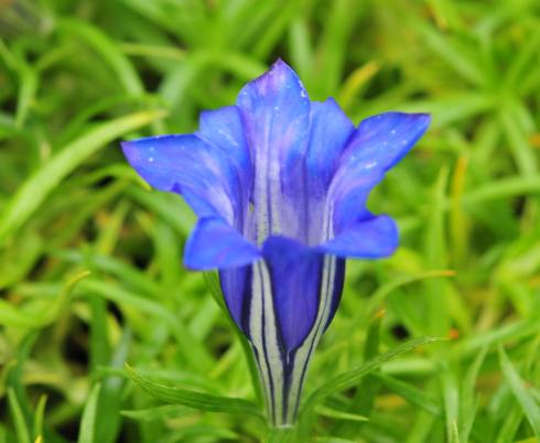 Big blue flowers with a white mark