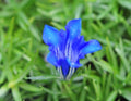 Big mid blue flowers