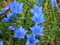 Gentiana Elizabeth