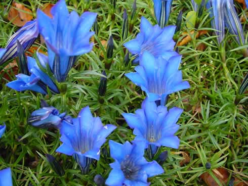 Gentiana Elizabeth