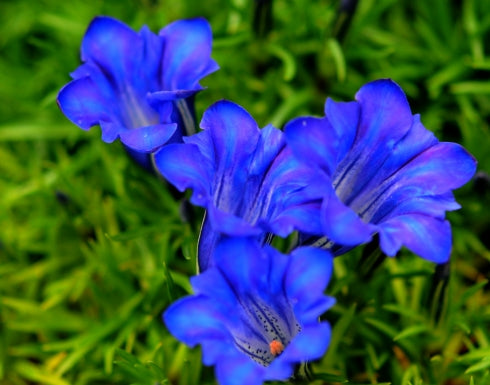 Big dark blue flowers