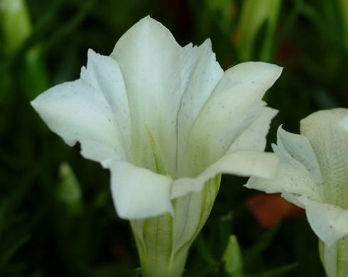 White trumpet flowers throughout