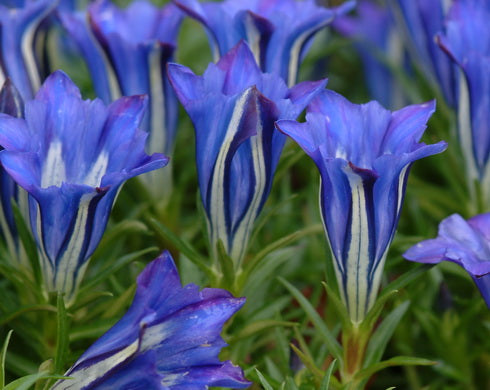 Big blue trumpets with a white throat