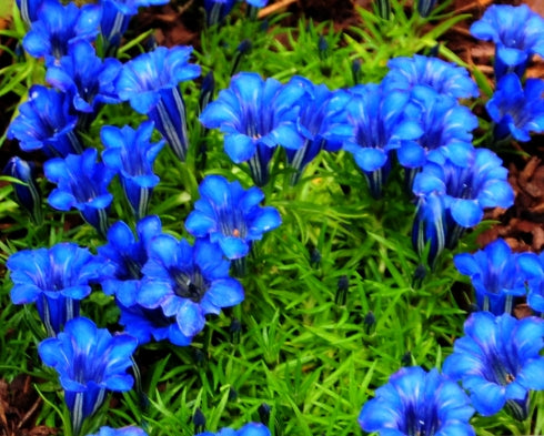 Good sized blue flowers
