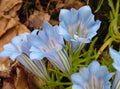 Pale blue flowers with a white throat
