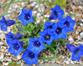 Gentiana acaulis Lapis Lazuli