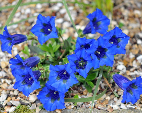 Gentiana acaulis Lapis Lazuli