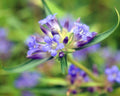Gentiana olivieri