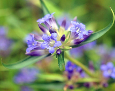Gentiana olivieri