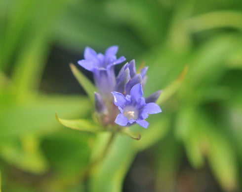 Gentiana olivieri