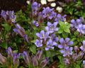 Gentiana s. lagodechiana Bella Alpinella