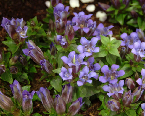 Gentiana s. lagodechiana Bella Alpinella