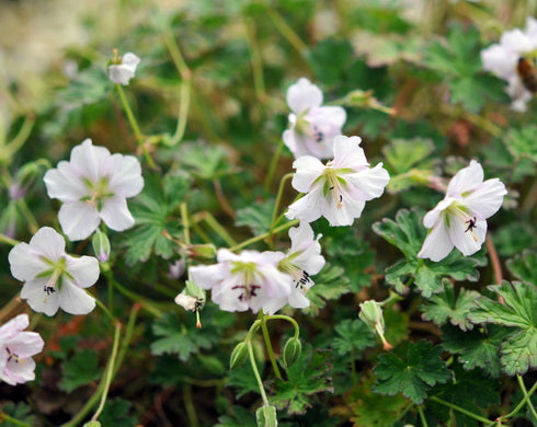 Geranium farreri