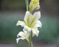 Gladiolus tristis