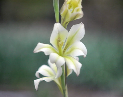 Gladiolus tristis