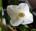 Big clean white flowers