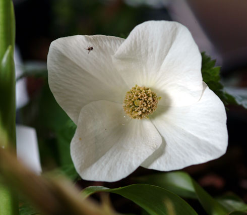 Big clean white flowers