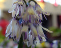 Heloniopsis orientalis kawanoi