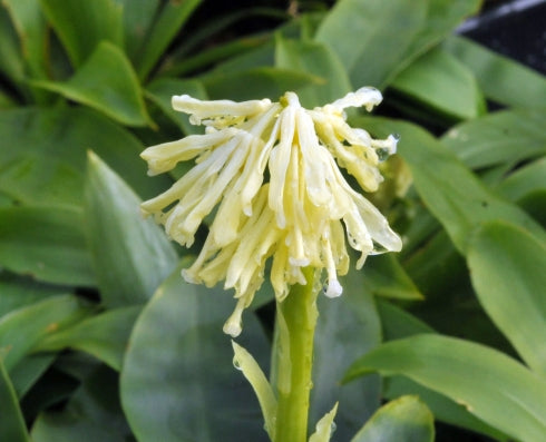Lovely creamy white flowers in bunches over soft green foliage.