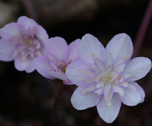 Palest pink flowers and pink petaloid stamens