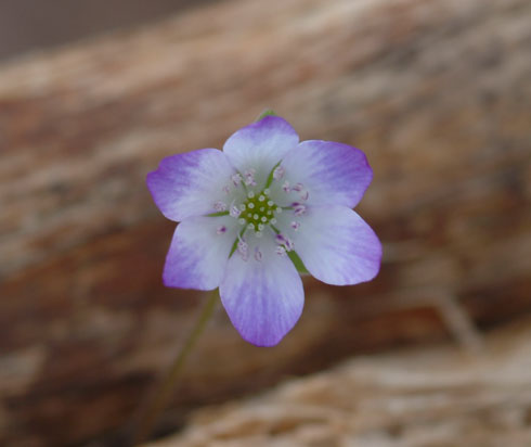Single bi-coloured flower with blue and white petals.