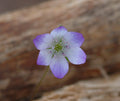 Single bi-coloured flower with blue and white petals.