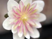 Hepatica japonica Beni Hagure