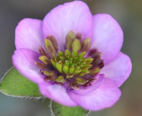 Pink flowers with a green centre