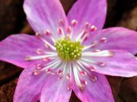 Hepatica japonica Benioiran