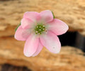 Single pink flower with lighter marking to the centre of the petal