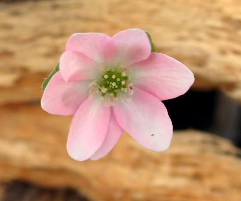 Single pink flower with lighter marking to the centre of the petal