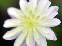 Hepatica japonica Gosyo Zakura